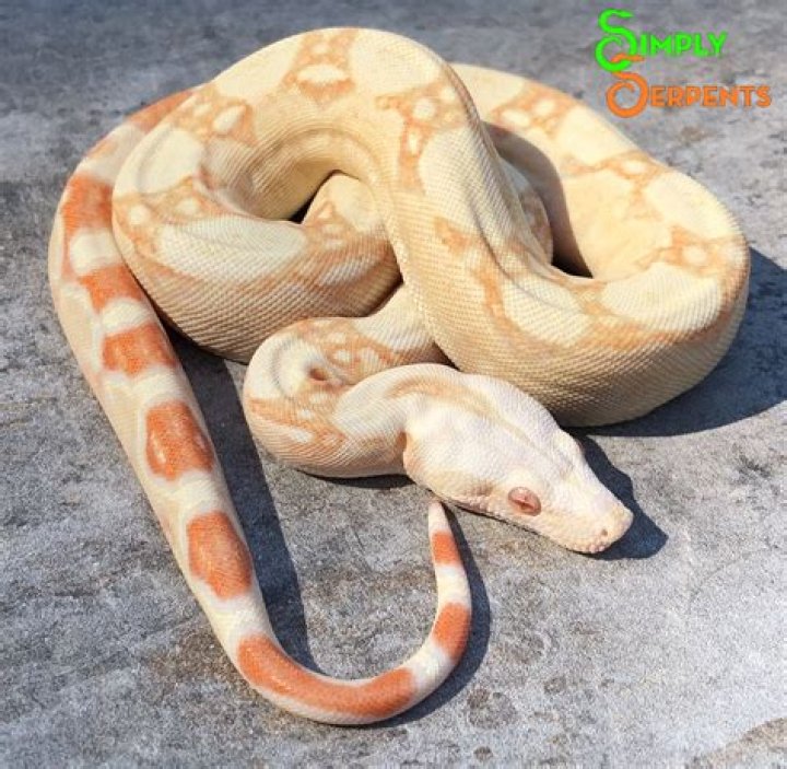 Discovering The Enigmatic Albino Boa: Nature's Unique Serpent
