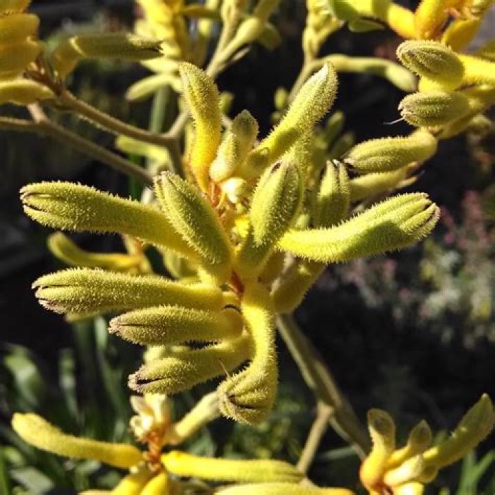 Breathtaking Anigozanthos Bush Dawn: A Vibrant Addition To Your Garden