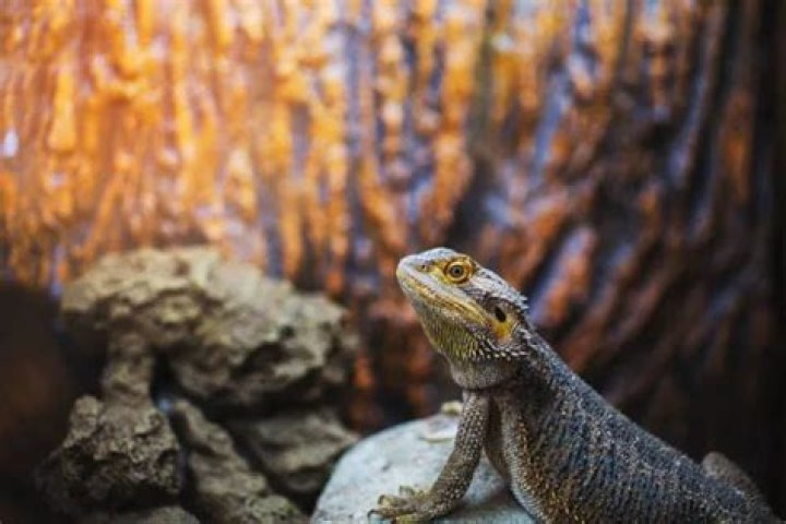 Understanding The Social Nature Of Bearded Dragons