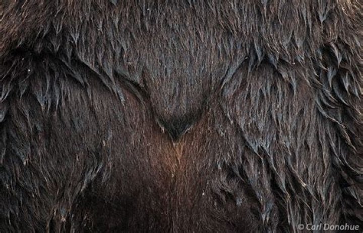 Enchanting Collection Of Bear Tail Images