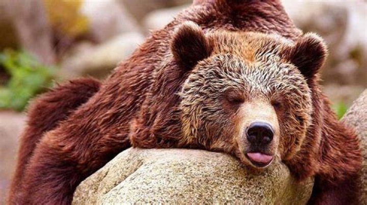 Captivating Images Of Bears With Tongues Extended