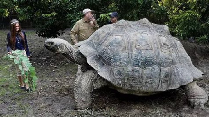 Biggest Turtle In The World, Their Adaptation, Breeding, And Lifespan |