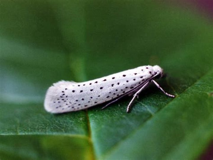 Bird-Cherry Ermine Moth: A Guide To Identification, Behavior, And Habitat