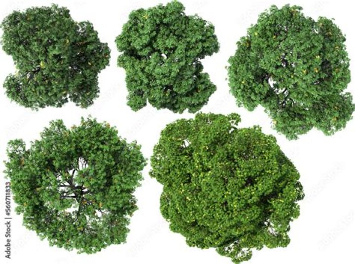 Discover The Enchanting Beauty Of The Birds Eye Tree: An Oasis Of Natural Wonder