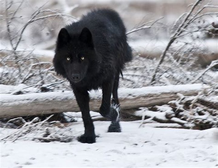 Sinister Black Wolves: The Ultimate Symbol Of Darkness
