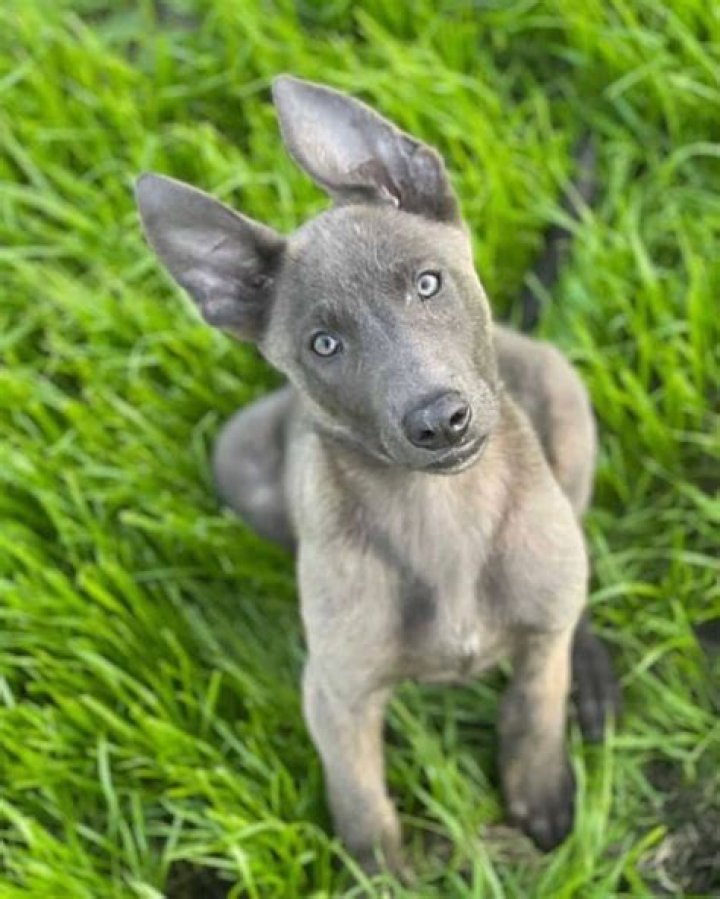 Discover The Blue Malinois Puppy: Your Ultimate Guide