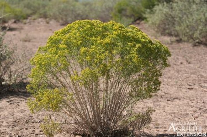 Captivating Pictures Of Broom Weeds: A Visual Guide