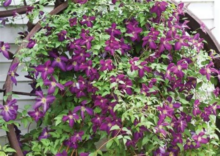 Exquisite "Clematis Jackmanii Purpurea": A Vision Of Purple Beauty