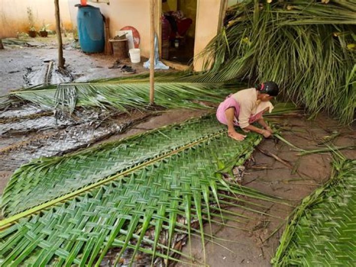 The Ultimate Guide To Coconut Fronds: Durability, Versatility, And Sustainable Uses