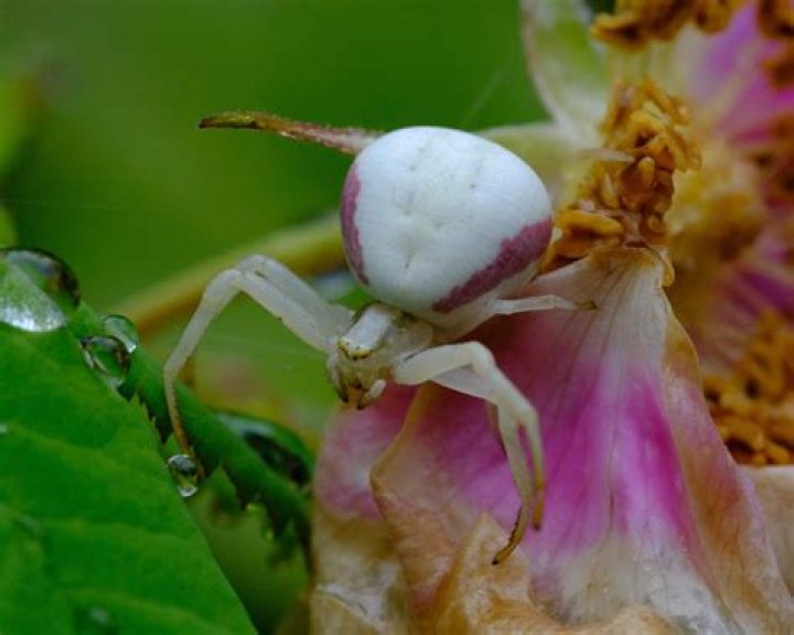 Captivating Crab Spider Photos: Unveiling Hidden Beauty