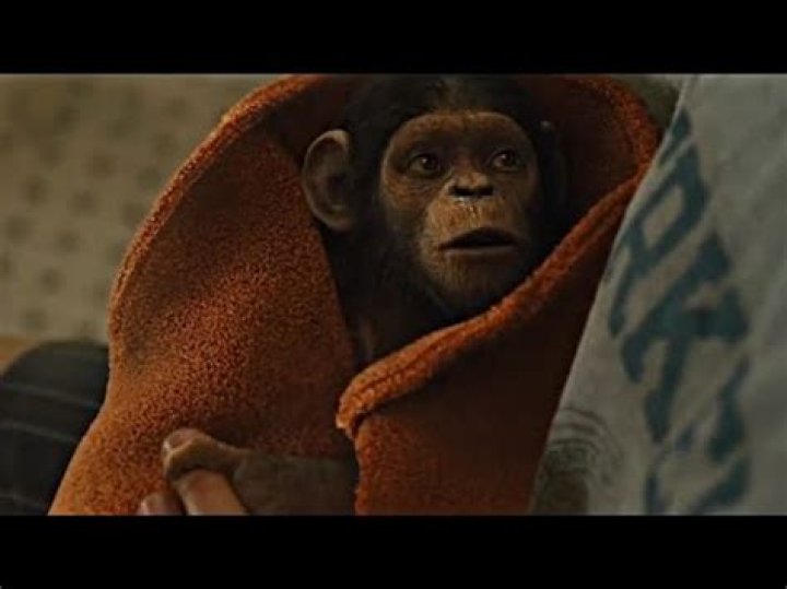 Exploring The Enchantment Of Curious George Live Action