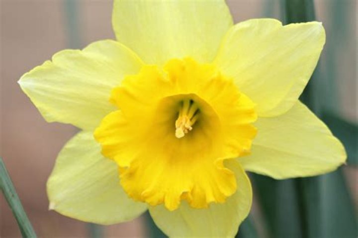 Capture The Beauty: A Close-Up Of The Radiant Daffodil