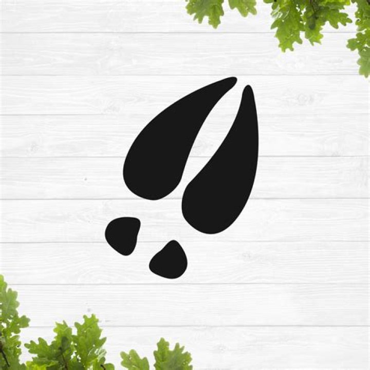 Distinctive Deer Track Silhouettes: Identify And Analyze