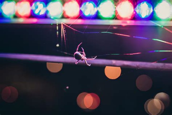 Unveiling The Secrets Of Spider Attraction