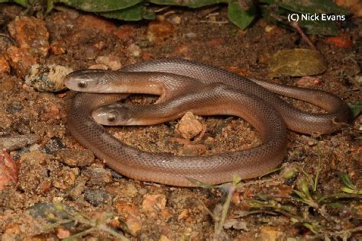 Mystery Revealed: Do Snakes Possess Two Heads?