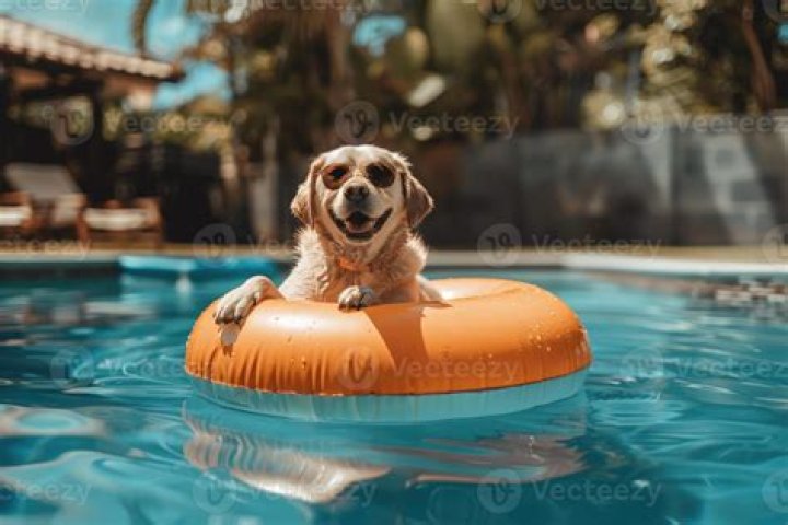 Ultimate Doggy Fun! Hilarious Tiktok Videos Of Dogs In Swimming Pools