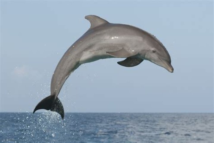 Explore The Majesty Of Dolphins: A Journey Through Their Back Views