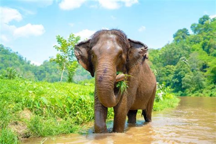 Captivating Elephant Images: Witness The Majestic Feast