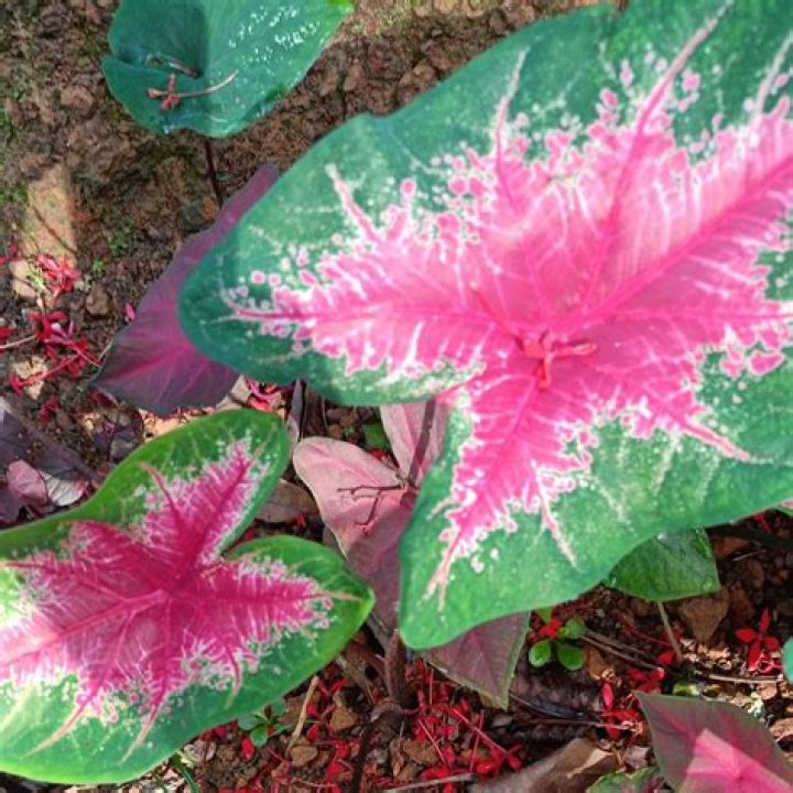 Discover The Radiant Fire Chief Caladium: A Blazing Flower For Your Garden