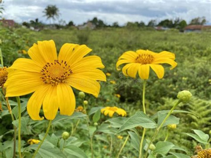 The Ultimate Guide To Yellow Wildflowers