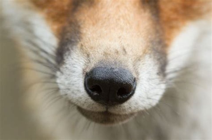 Discovering The Fascinating World Of Fox Nose