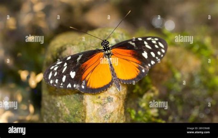 The Ultimate Guide To The Golden Helicon: Habitat, Diet, And More