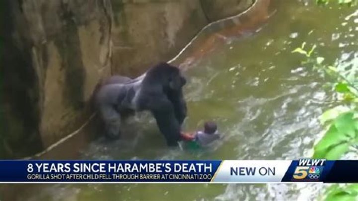Unraveling The Tragedy: The Death Of Harambe