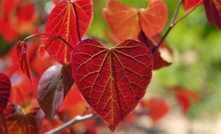 Discover The Graceful Heart-Shaped Leaves Tree: A Majestic Addition To Your Landscape