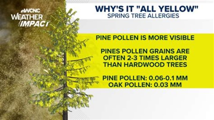 Unraveling Spring Pollen Season In Georgia