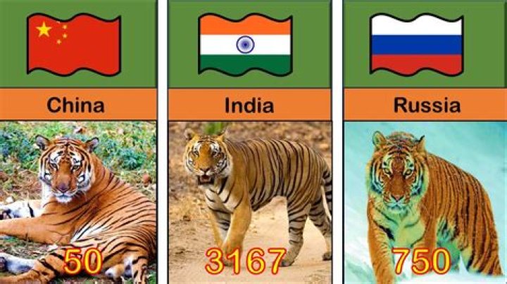 How Many Tigers Are Left In The World |