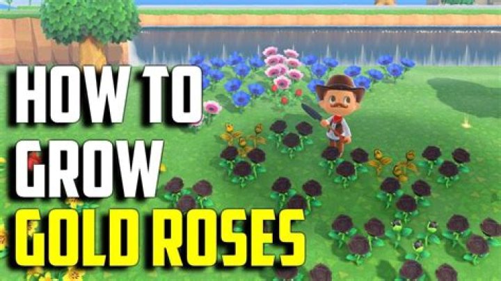 Golden Blooms: Guide To Cultivating Gold Roses In Animal Crossing: New Horizons