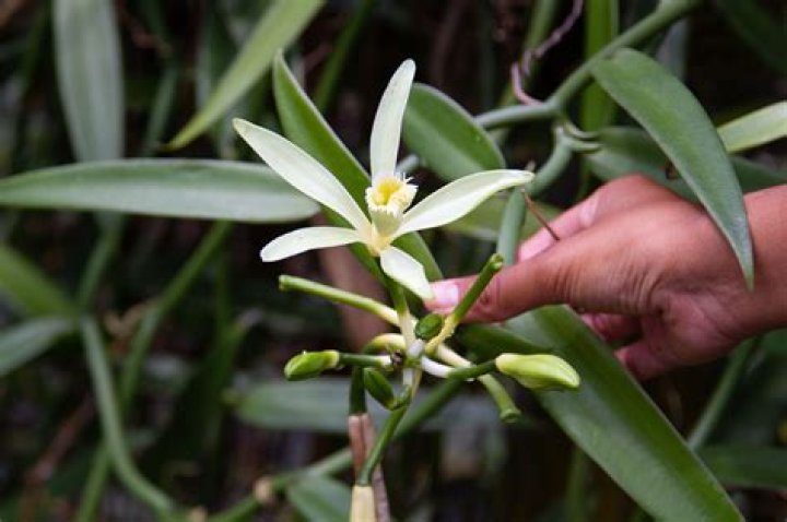 Essential Vanilla Images | High-Quality Stock Photos Of Vanilla