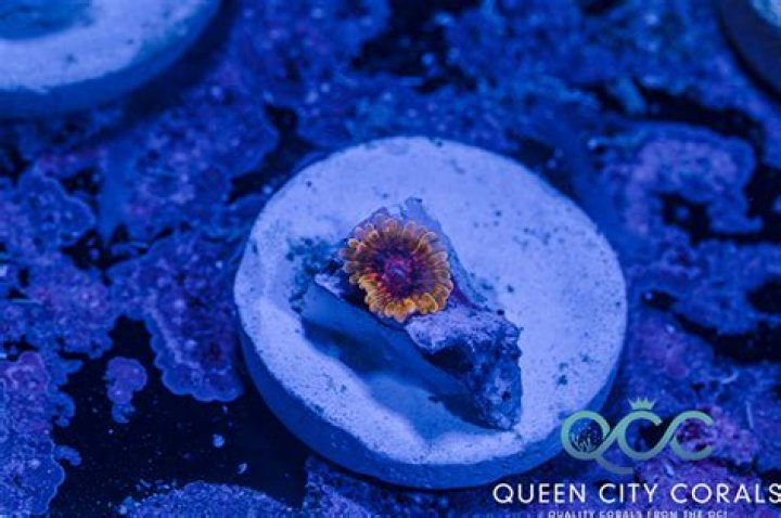 Discover The Enigmatic World Of Krakatoa Zoa: Unlocking Nature's Secrets