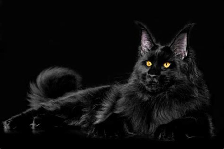 Majestic Black Maine Coons: Elegance And Beauty