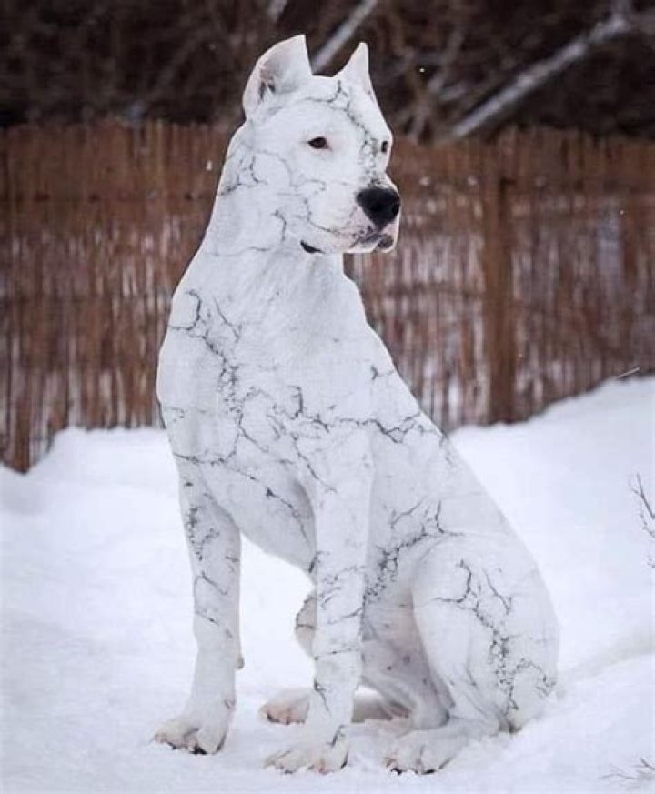 Discover The Marble-Like Elegance Of The Marble Looking Dog