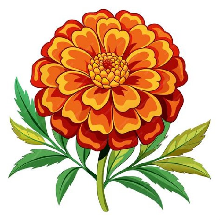 Enchanting Marigold Flowers Cartoon: A Vibrant Visual Delight