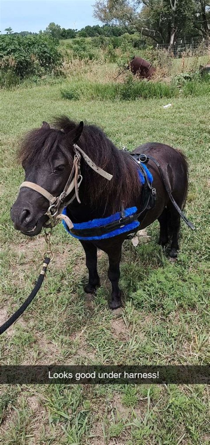 Miniature Horse Memes: Hilarious And Adorable!