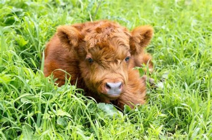 The Newest Highland Calf: Aww-Inspiring Cuteness Overload