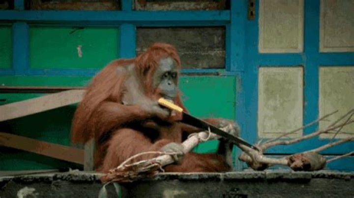 Hilarious Orangutan Hammer In Action [GIF]