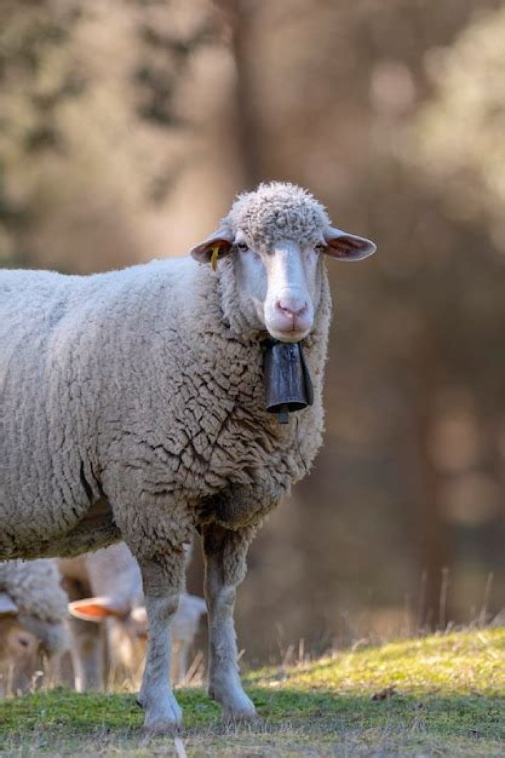 A Comprehensive Guide To: Ovis Orientalis Aries