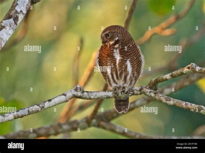 Expert Guide To Owl Sparrows: Unlocking The Secrets Of The Night