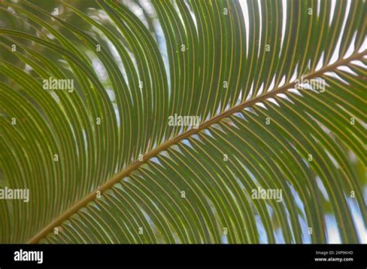 Discover The Versatility Of Palm Leaf Fronds: Adorning Your Home And Beyond