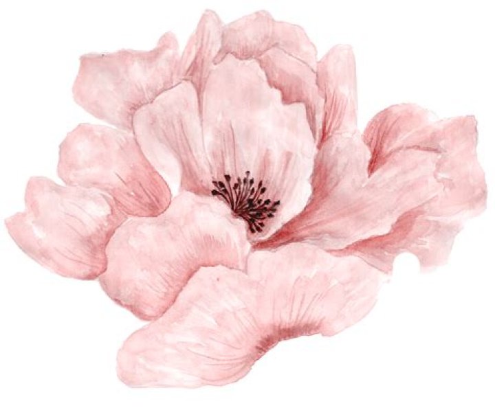 A Bountiful Collection Of Pink Flower Watercolour Paintings