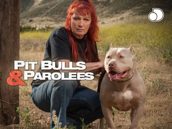 Buckle Up For Thrilling Pitbulls And Parolees Season 8
