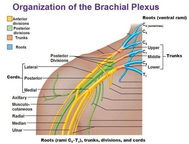 Expert Plexus Pictures: Capturing The Complexities Of Nerves