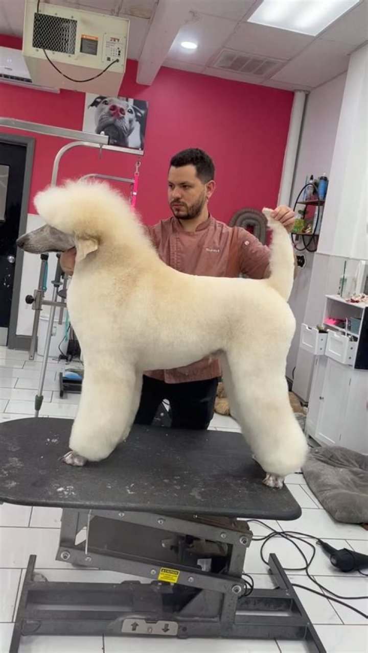 Ultimate Guide To Poodle Cuts: Explore Stunning Styles