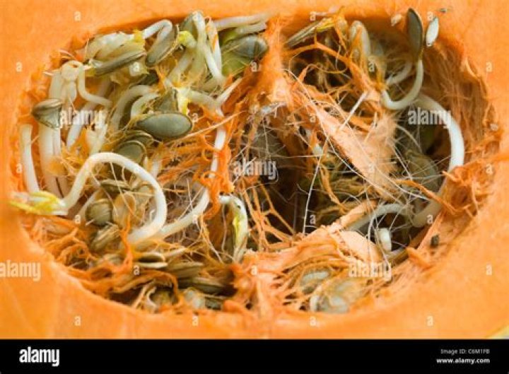 The Ultimate Guide To Pumpkin Fibrous Strands: Unlocking The Nutritional Benefits