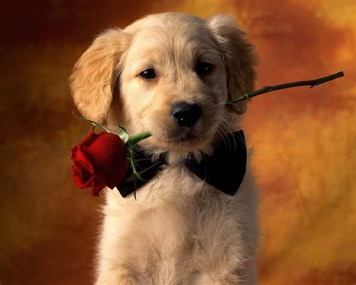 Discover The Perfect Puppy Background | Enhance Your Dog's Online Presence