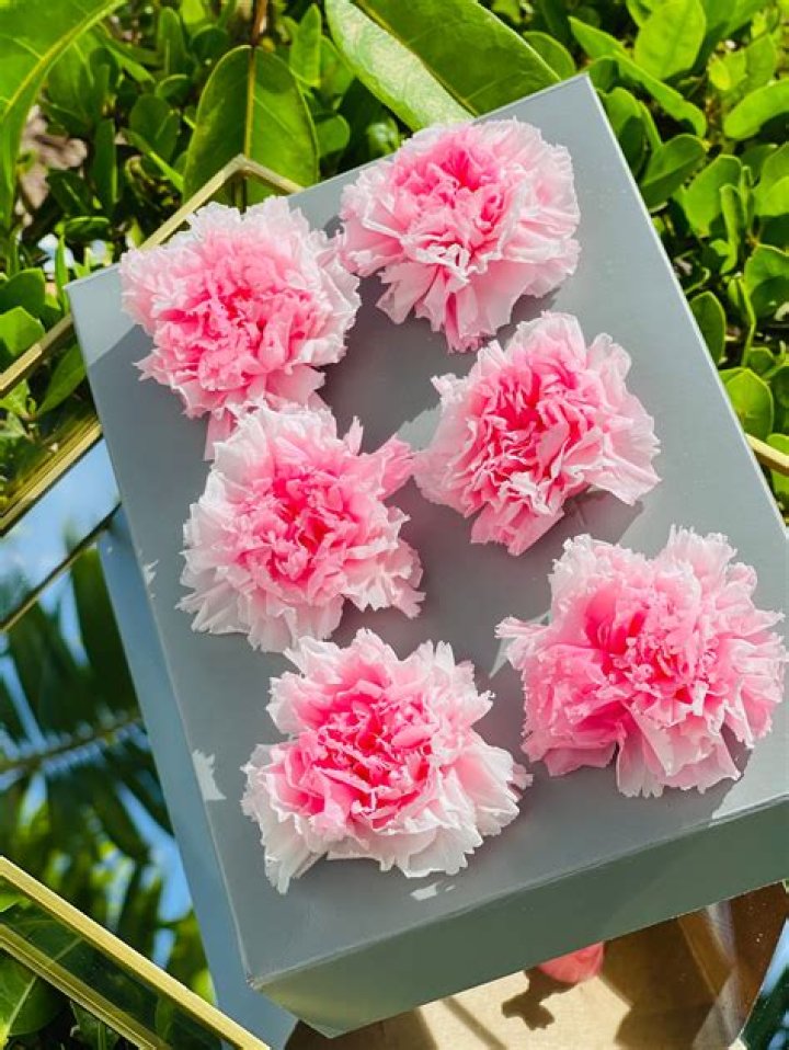 Enchanting Real Carnations: The Ultimate Symbol Of Beauty And Grace
