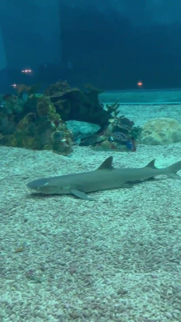 Your Guide To Shark Attacks In Manila